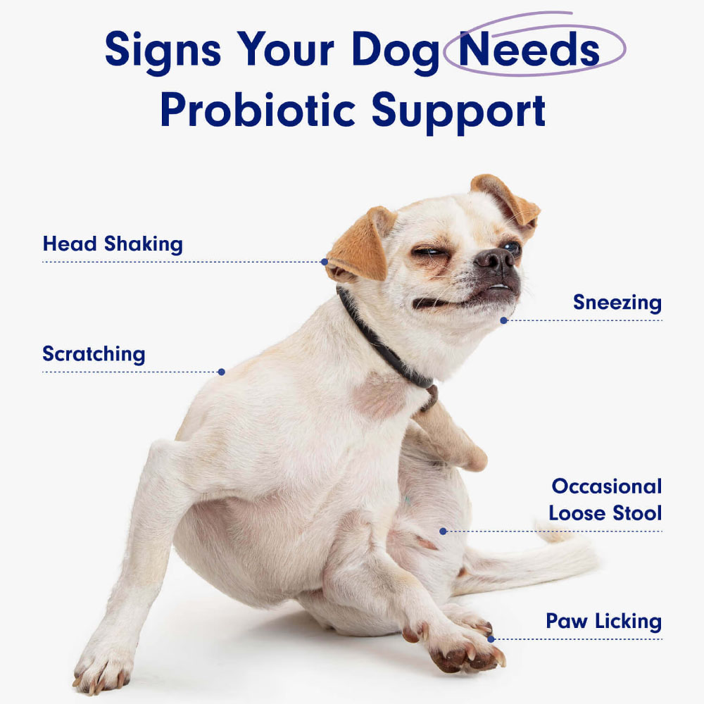 Probiotics for Dog, Digestive  - Digestive Enzyme Blend ulasan dan harga