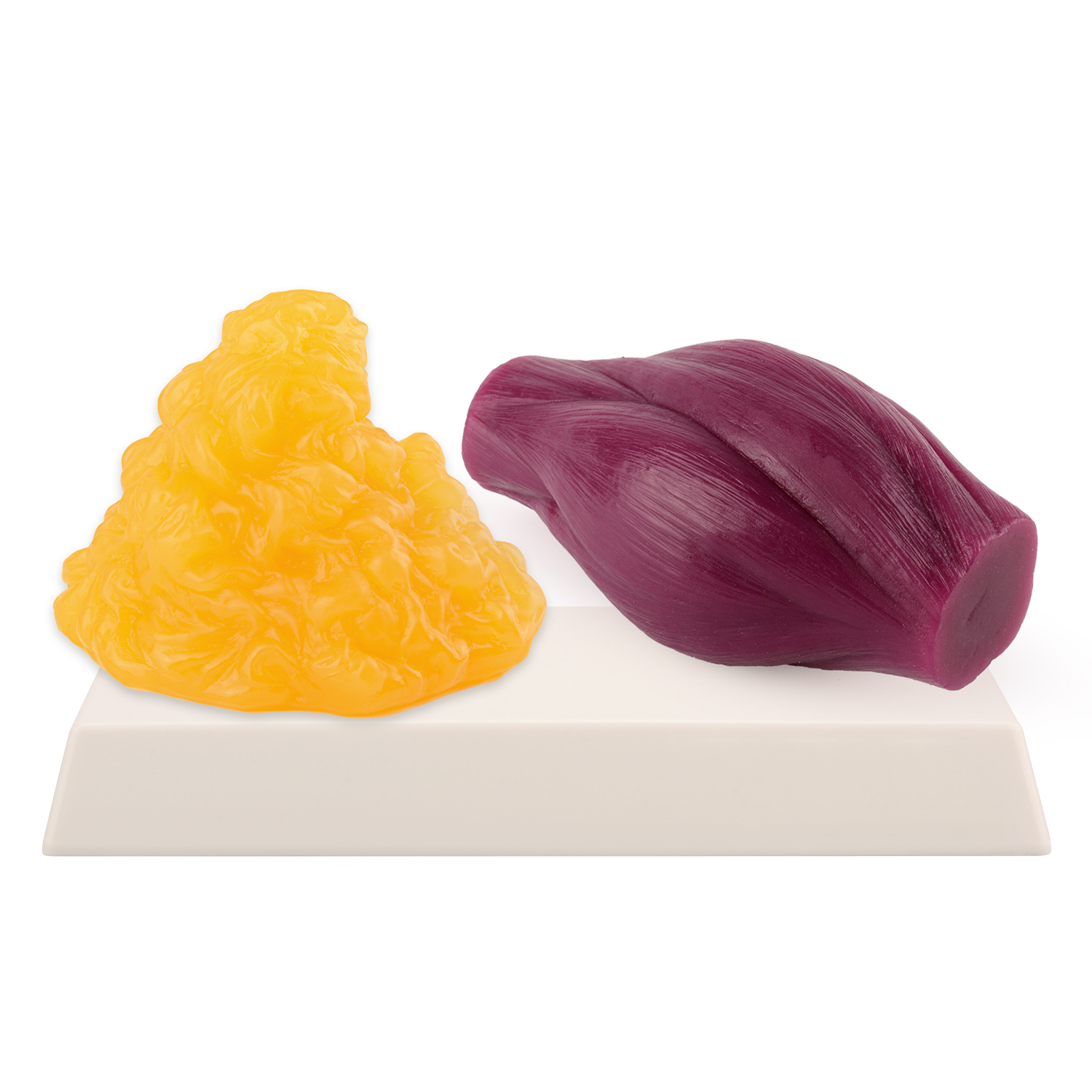 1lb Fat Replica & Muscle to Ke - Nutrition In Fitness ulasan dan harga